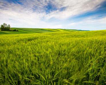 Farmland investment